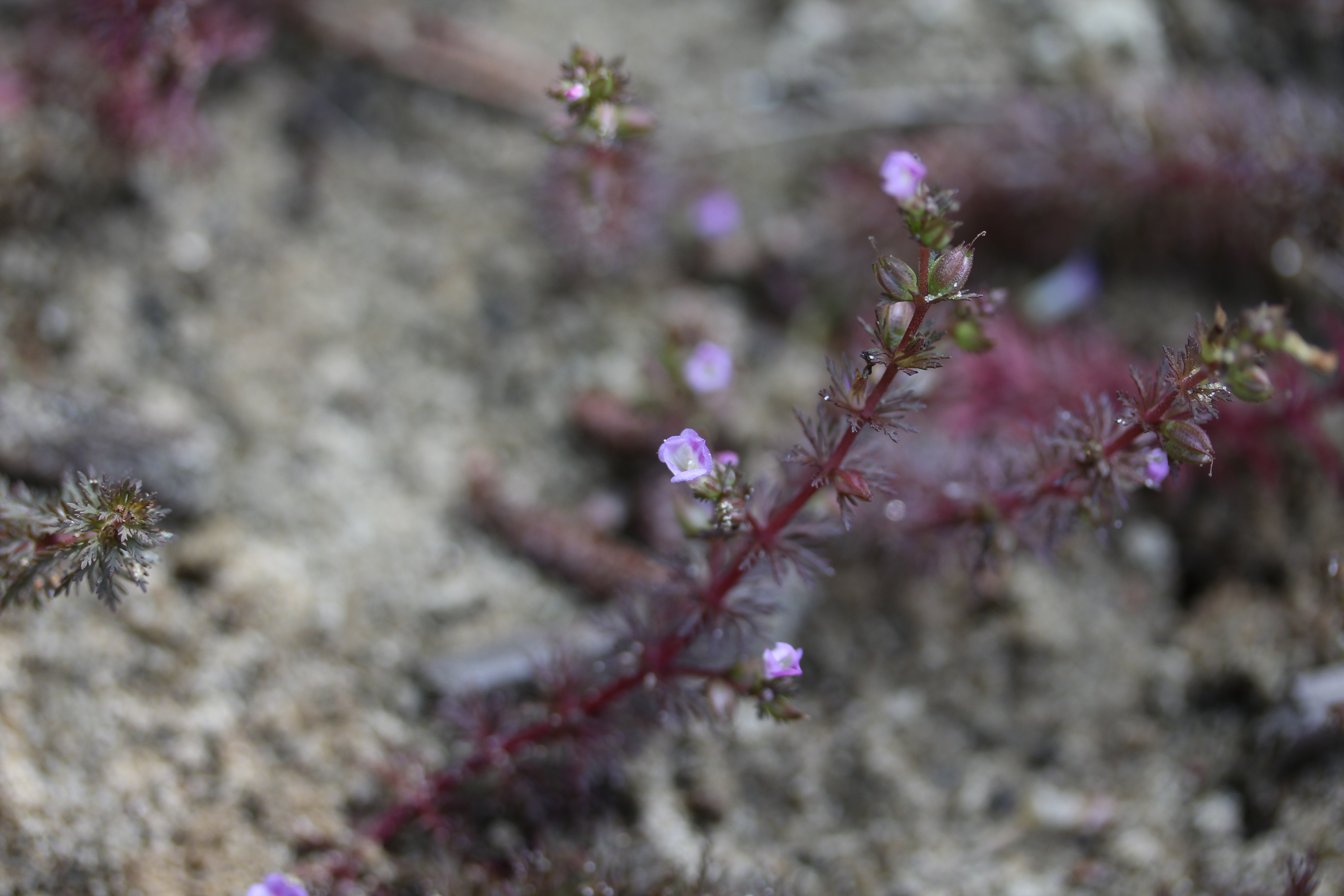 Indian Marshweed (Limnophila indica)